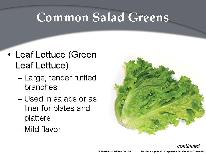 Common Salad Greens • Leaf Lettuce (Green Leaf Lettuce) – Large, tender ruffled branches