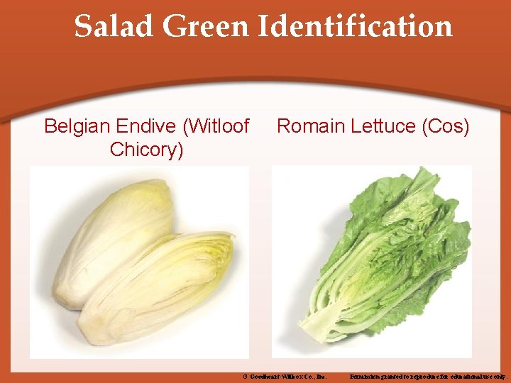 Salad Green Identification Belgian Endive (Witloof Chicory) Romain Lettuce (Cos) © Goodheart-Willcox Co. ,
