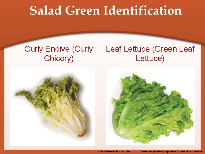 Salad Green Identification Curly Endive (Curly Chicory) Leaf Lettuce (Green Leaf Lettuce) © Goodheart-Willcox