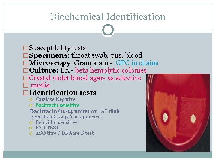 Biochemical Identification � Susceptibility tests � Specimens: throat swab, pus, blood � Microscopy :