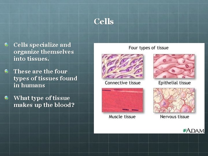 Cells specialize and organize themselves into tissues. These are the four types of tissues