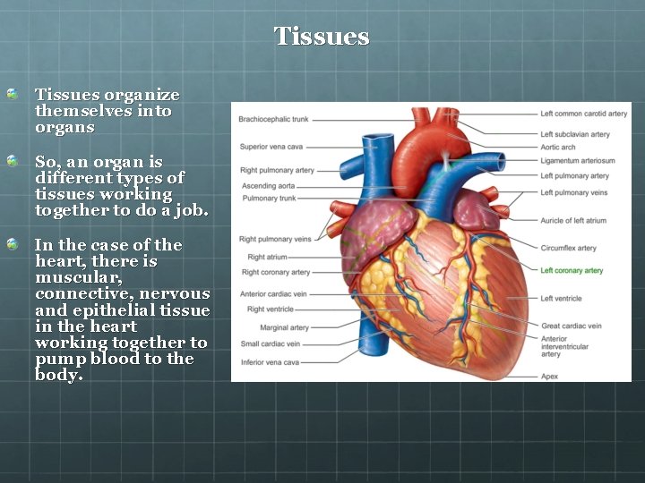 Tissues organize themselves into organs So, an organ is different types of tissues working