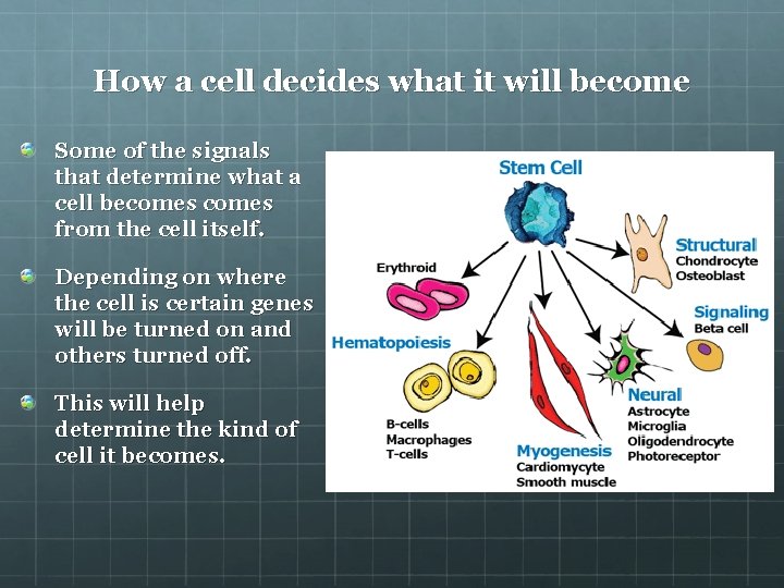 How a cell decides what it will become Some of the signals that determine