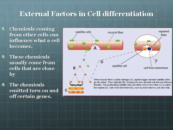 External Factors in Cell differentiation Chemicals coming from other cells can influence what a