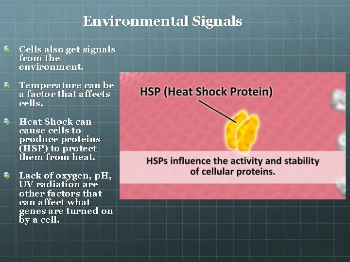 Environmental Signals Cells also get signals from the environment. Temperature can be a factor