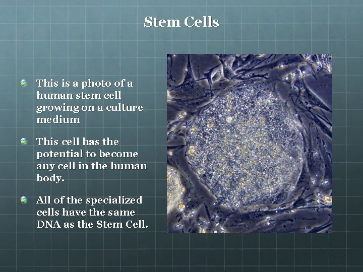 Stem Cells This is a photo of a human stem cell growing on a