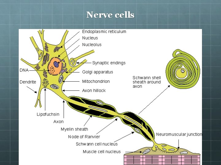 Nerve cells 