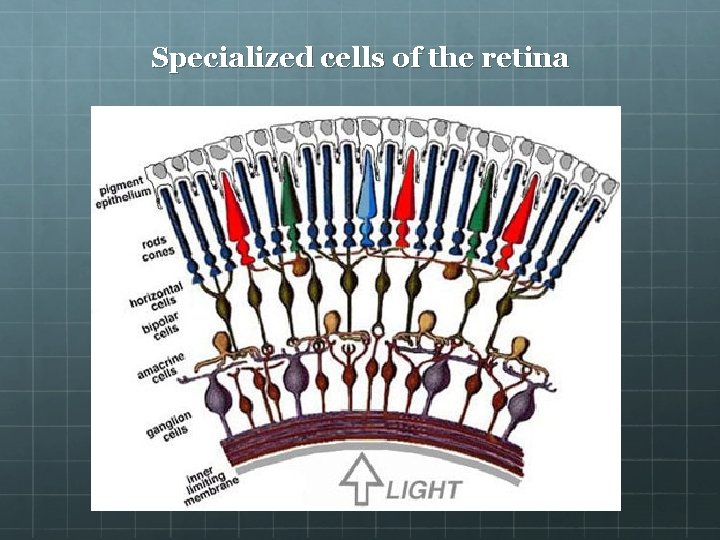 Specialized cells of the retina 