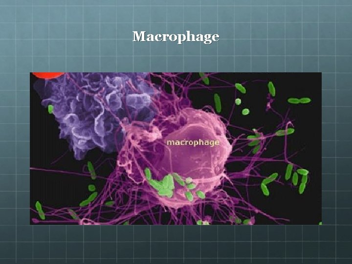 Macrophage 