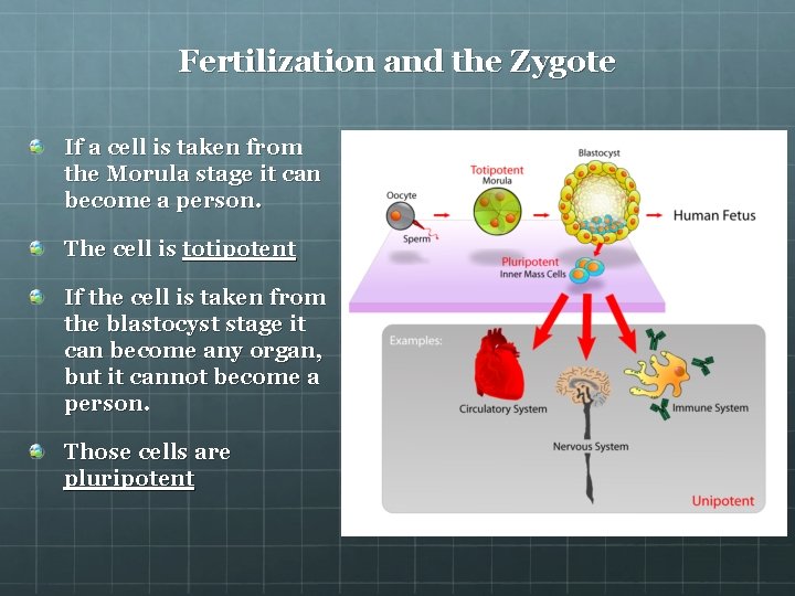 Fertilization and the Zygote If a cell is taken from the Morula stage it