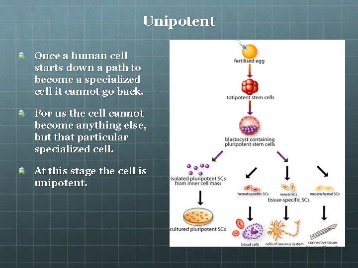 Unipotent Once a human cell starts down a path to become a specialized cell