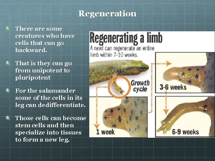 Regeneration There are some creatures who have cells that can go backward. That is