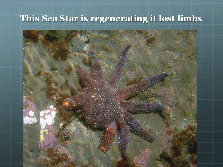 This Sea Star is regenerating it lost limbs 