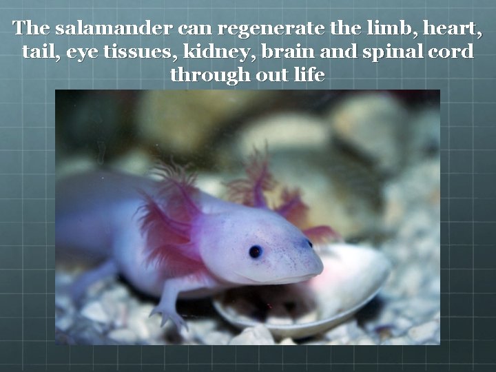 The salamander can regenerate the limb, heart, tail, eye tissues, kidney, brain and spinal