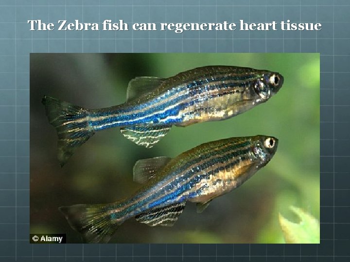 The Zebra fish can regenerate heart tissue 