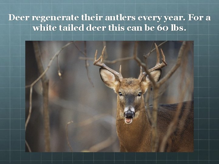 Deer regenerate their antlers every year. For a white tailed deer this can be