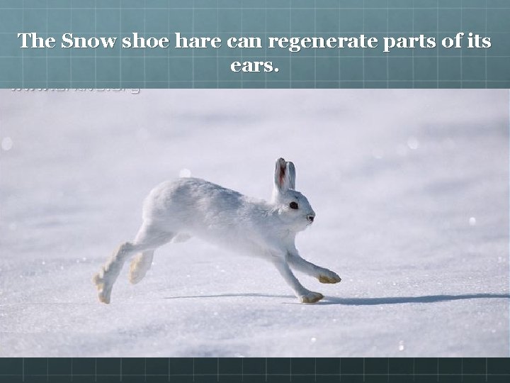 The Snow shoe hare can regenerate parts of its ears. 