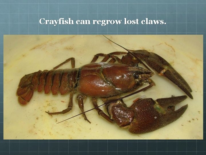 Crayfish can regrow lost claws. 