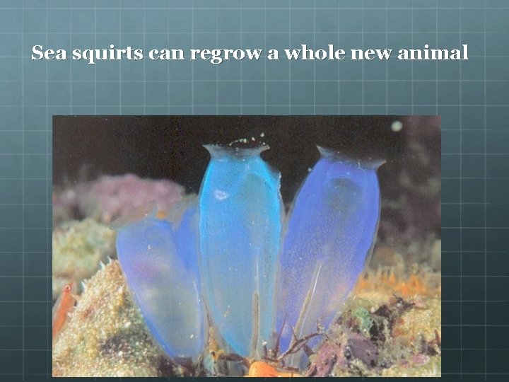 Sea squirts can regrow a whole new animal 