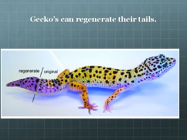 Gecko’s can regenerate their tails. 