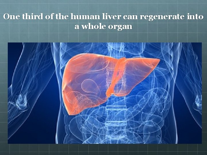 One third of the human liver can regenerate into a whole organ 