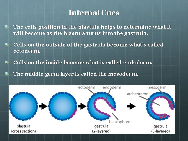 Internal Cues The cells position in the blastula helps to determine what it will