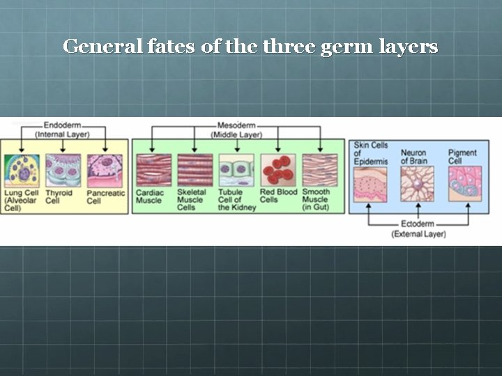 General fates of the three germ layers 