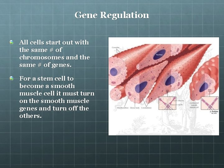Gene Regulation All cells start out with the same # of chromosomes and the