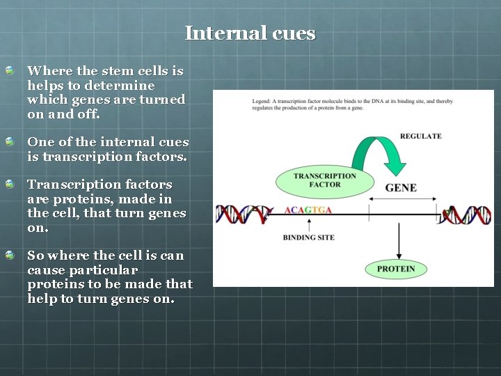 Internal cues Where the stem cells is helps to determine which genes are turned