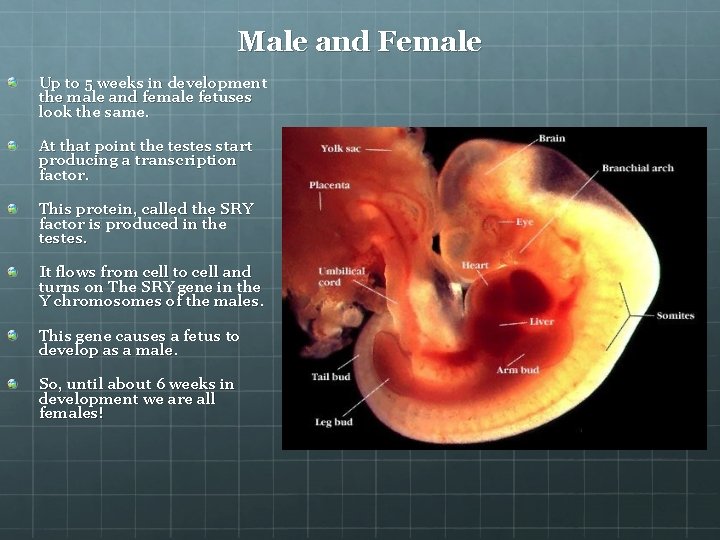 Male and Female Up to 5 weeks in development the male and female fetuses