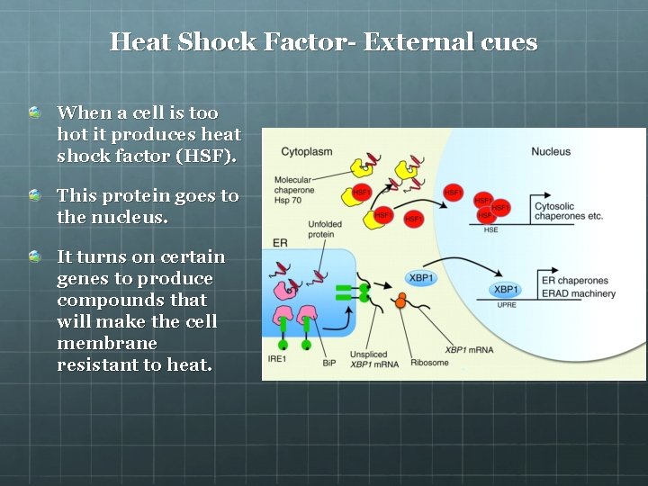 Heat Shock Factor- External cues When a cell is too hot it produces heat