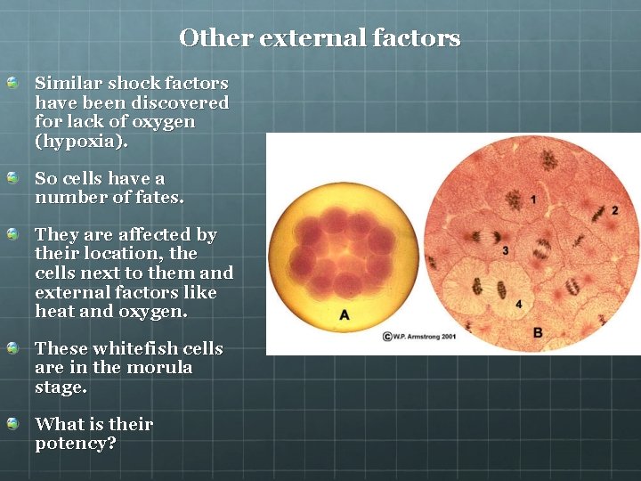 Other external factors Similar shock factors have been discovered for lack of oxygen (hypoxia).