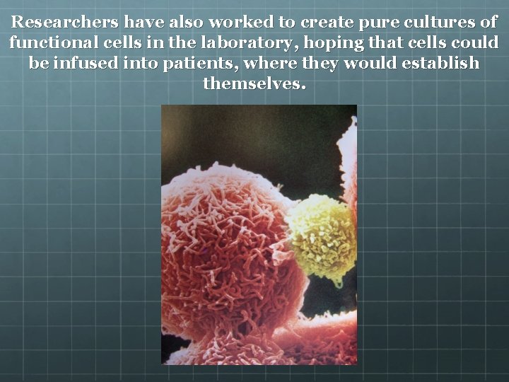 Researchers have also worked to create pure cultures of functional cells in the laboratory,