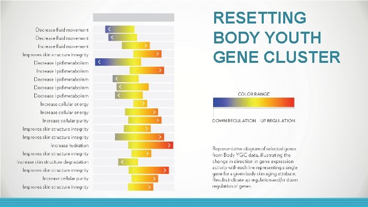 RESETTING BODY YOUTH GENE CLUSTER 