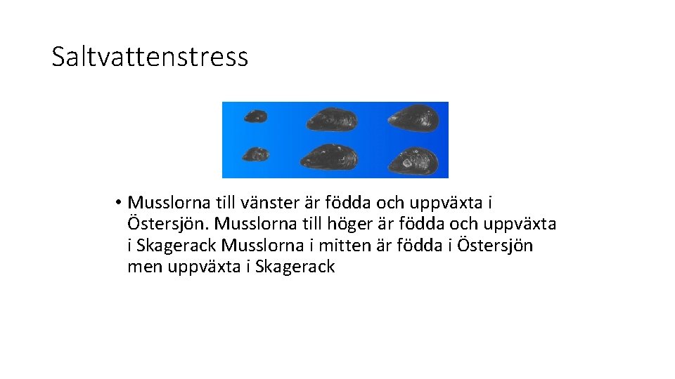 Saltvattenstress • Musslorna till vänster är födda och uppväxta i Östersjön. Musslorna till höger
