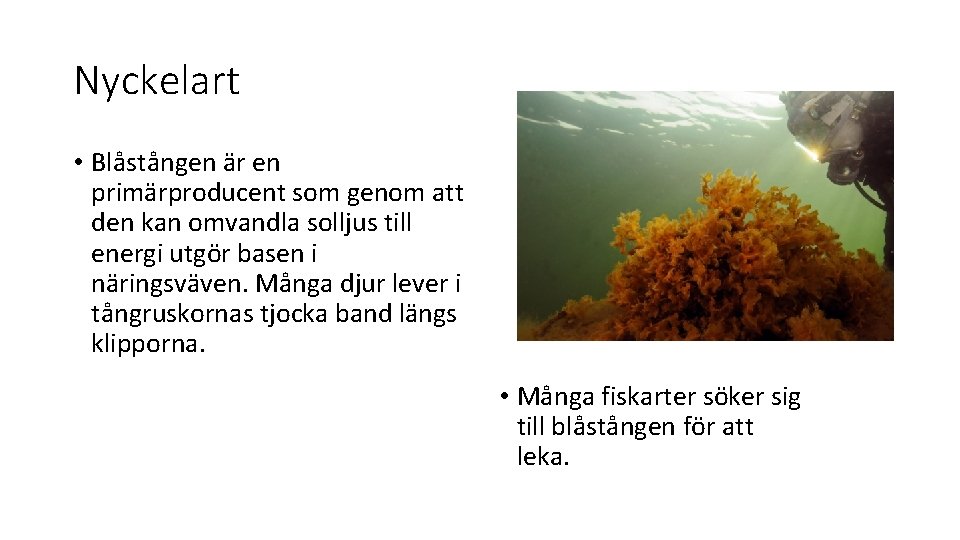 Nyckelart • Blåstången är en primärproducent som genom att den kan omvandla solljus till