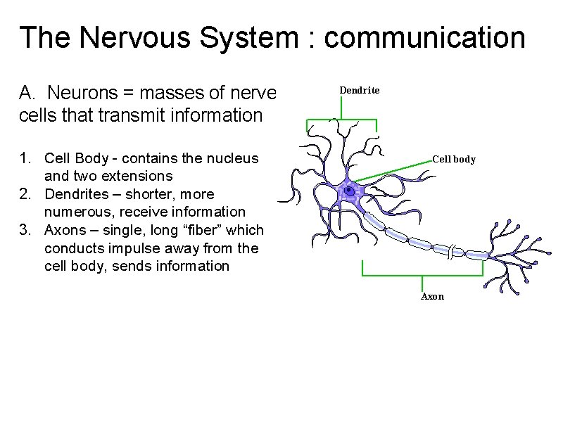 The Nervous System : communication A. Neurons = masses of nerve cells that transmit