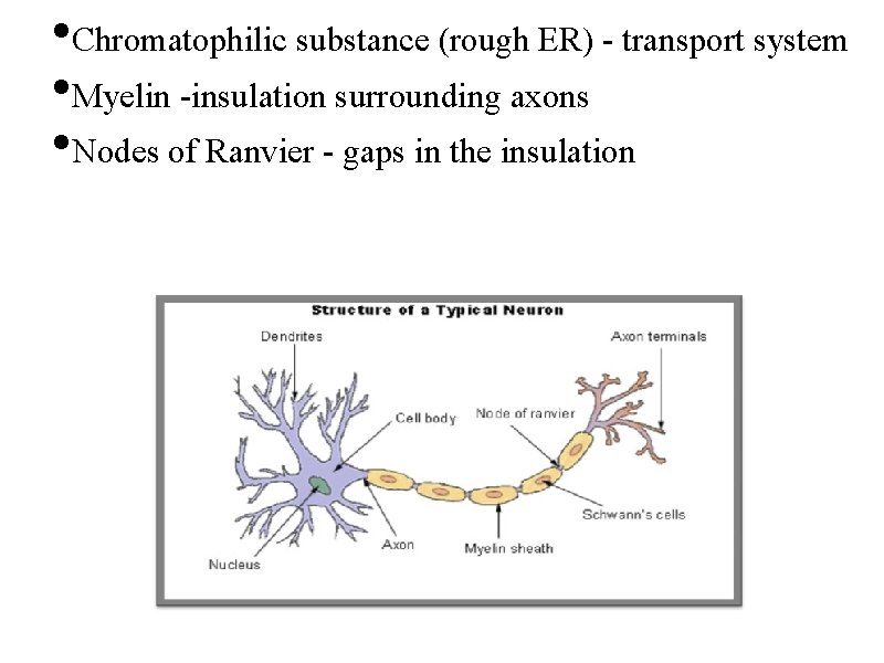  • Chromatophilic substance (rough ER) - transport system • Myelin -insulation surrounding axons