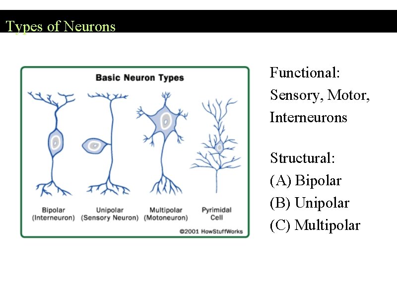 Types of Neurons Functional: Sensory, Motor, Interneurons Structural: (A) Bipolar (B) Unipolar (C) Multipolar