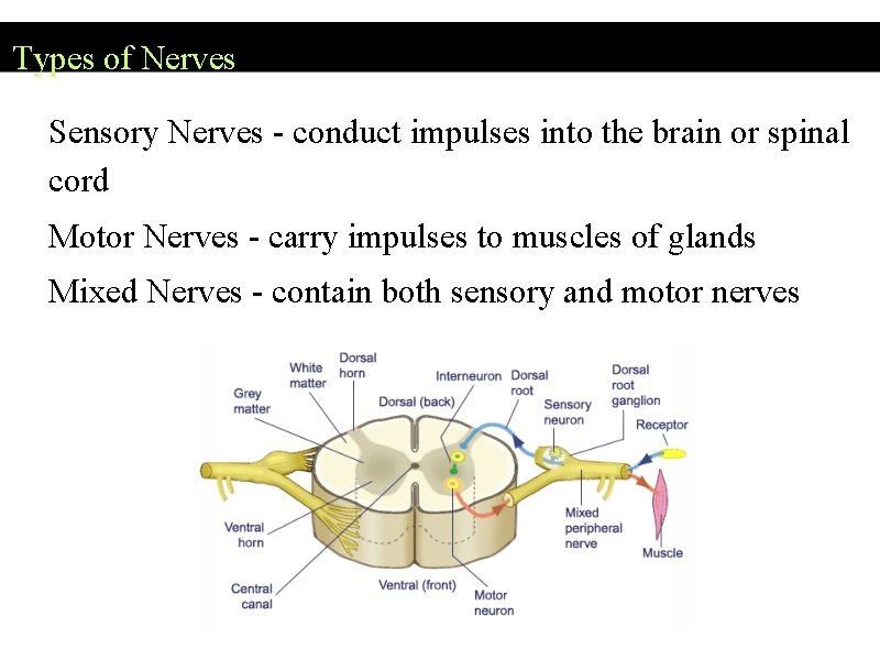 Types of Nerves Sensory Nerves - conduct impulses into the brain or spinal cord