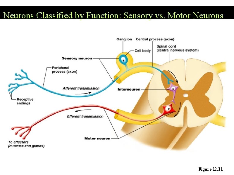 Neurons Classified by Function: Sensory vs. Motor Neurons Figure 12. 11 