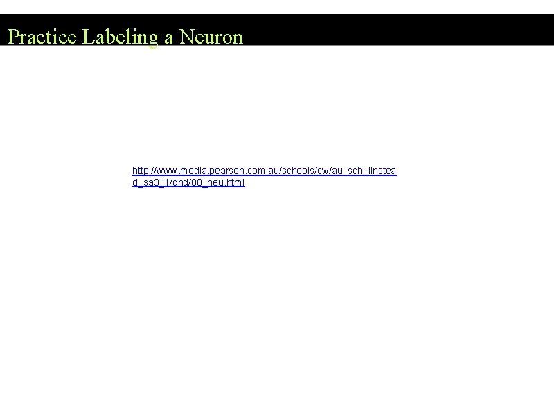 Practice Labeling a Neuron http: //www. media. pearson. com. au/schools/cw/au_sch_linstea d_sa 3_1/dnd/08_neu. html 