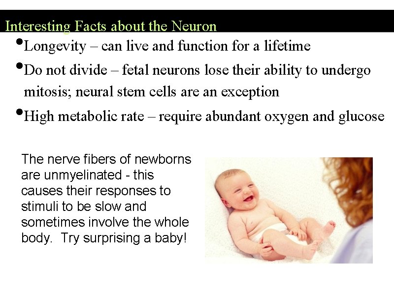 Interesting Facts about the Neuron Longevity – can live and function for a lifetime