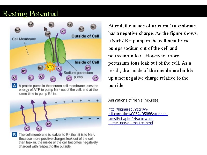 Resting Potential At rest, the inside of a neuron's membrane has a negative charge.