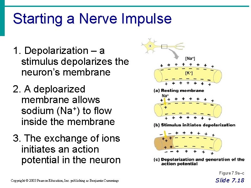 Starting a Nerve Impulse 1. Depolarization – a stimulus depolarizes the neuron’s membrane 2.