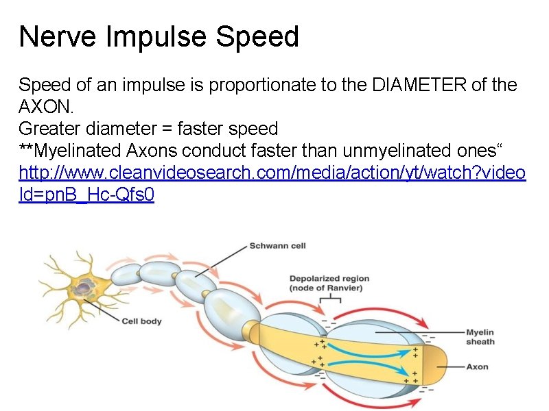 Nerve Impulse Speed of an impulse is proportionate to the DIAMETER of the AXON.