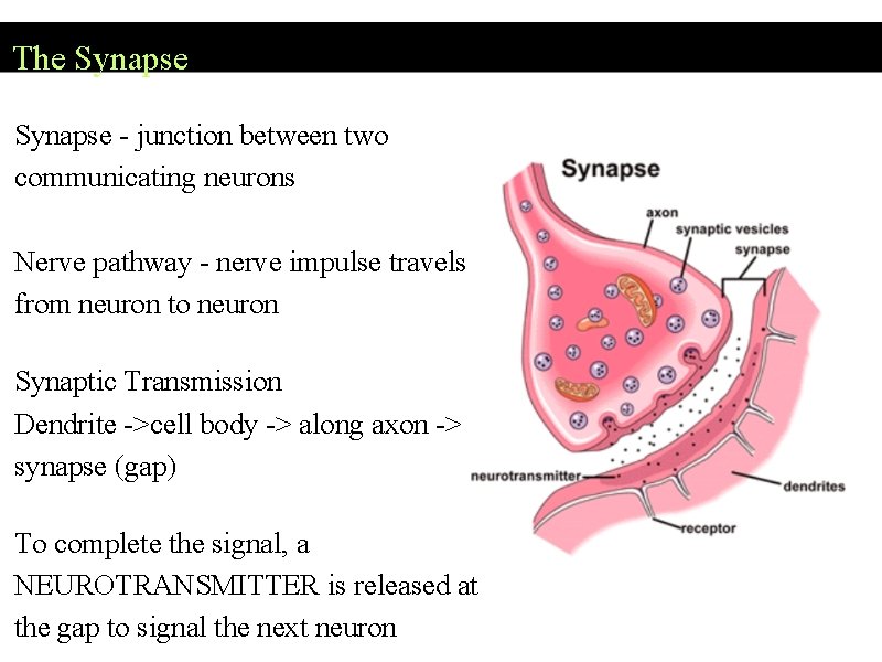 The Synapse - junction between two communicating neurons Nerve pathway - nerve impulse travels