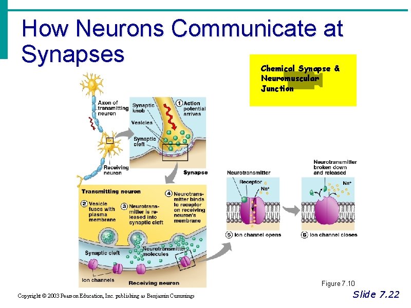 How Neurons Communicate at Synapses Chemical Synapse & Neuromuscular Junction Figure 7. 10 Copyright