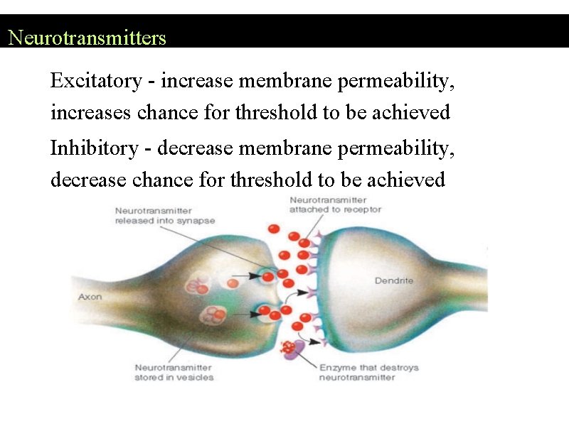 Neurotransmitters Excitatory - increase membrane permeability, increases chance for threshold to be achieved Inhibitory