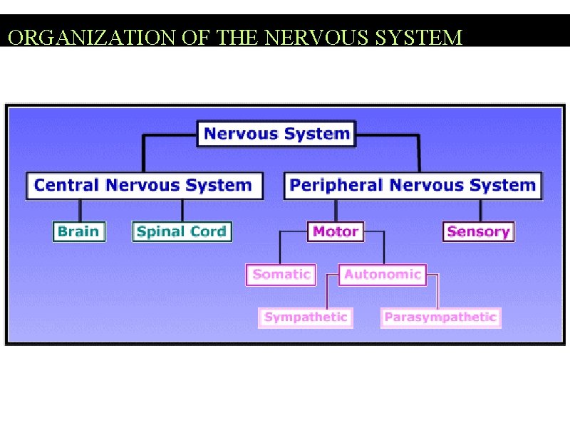 ORGANIZATION OF THE NERVOUS SYSTEM 